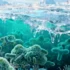 The Hidden Nitrogen Cycle Beneath Vanishing Arctic Ice - Professional coverage
