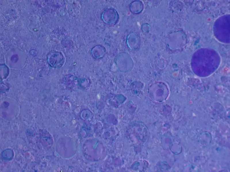 ICANN's $40K African internet funding sparks governance crisis - Professional coverage