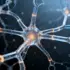 Young Immune Cells Show Promise Against Alzheimer’s in Mice